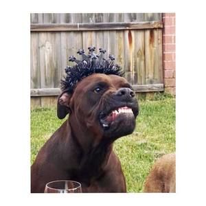 Meet your Posher, Morgan